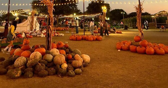 Our Favorite Local Fall Activities the Whole Family Can Enjoy! image
